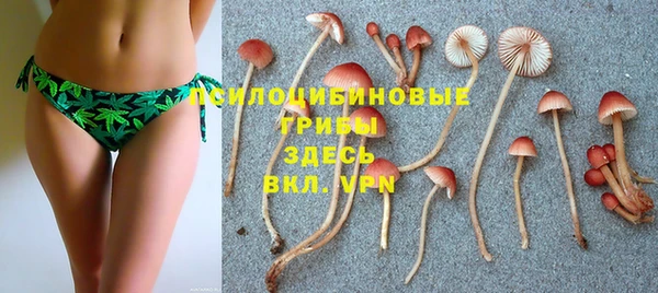 хмурый Аркадак