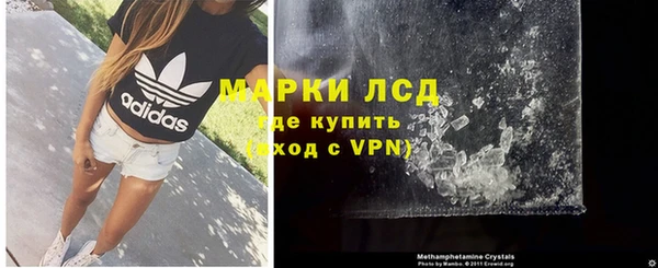 хмурый Аркадак